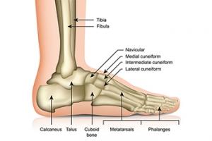 Categories of Foot Bones